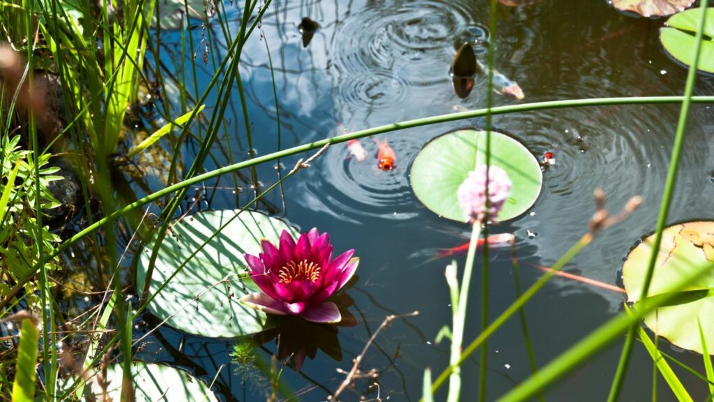 Teich reinigen im Frühjahr Pflege für gesunde Fische und Pflanzen