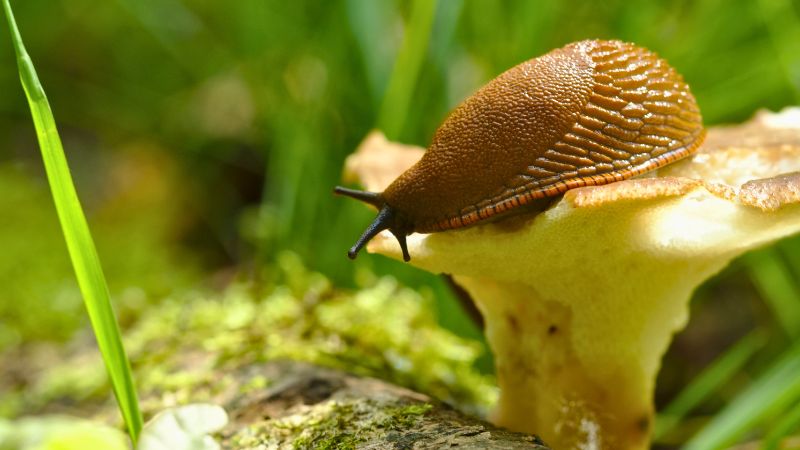 schnecken im garten