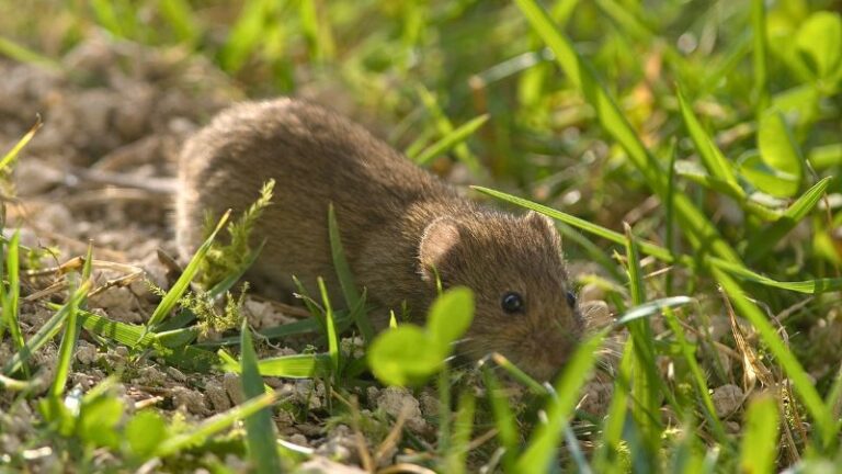 Wühlmäuse bekämpfen Tipps zum Schutz vor Nagern im Garten