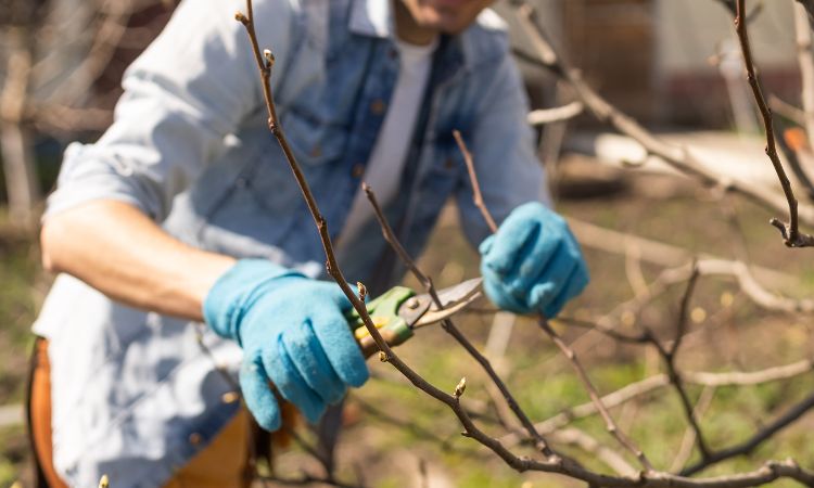 gartenarbeit im februar