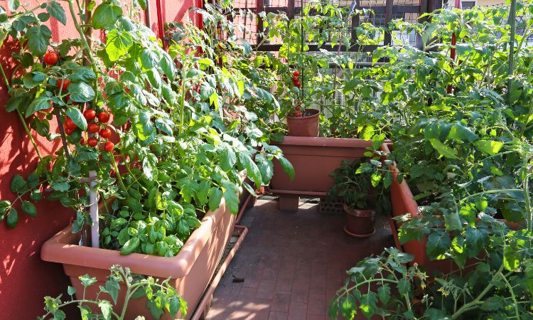 tomaten pflanzen auf dem balkon