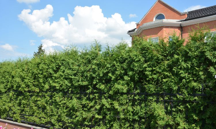 sichtschutz mit pflanzen im garten