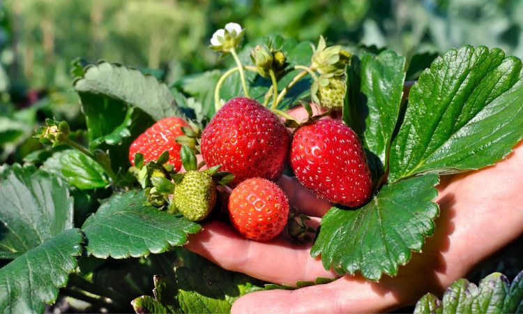 erdbeeren pflanzen