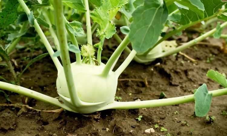 kohlrabi