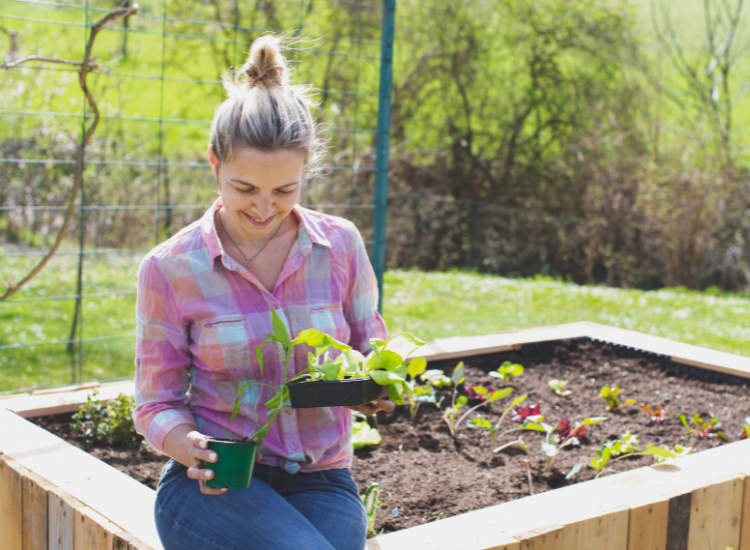 hochbeet im frühling