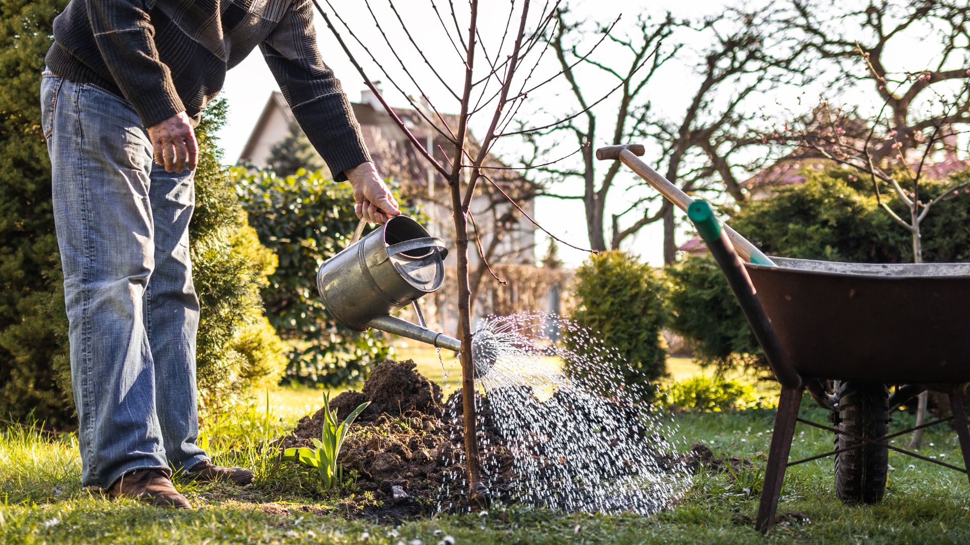 obstbaäume pflanzen im garten