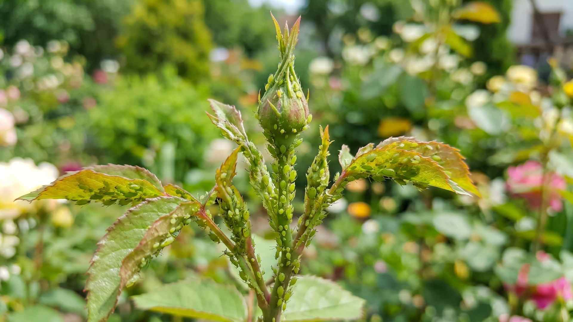 Nahaufnahme einer Rosenknospe mit starkem Befall durch grüne Blattläuse in einem sonnigen Garten – Ratgeber zum Blattläuse bekämpfen.