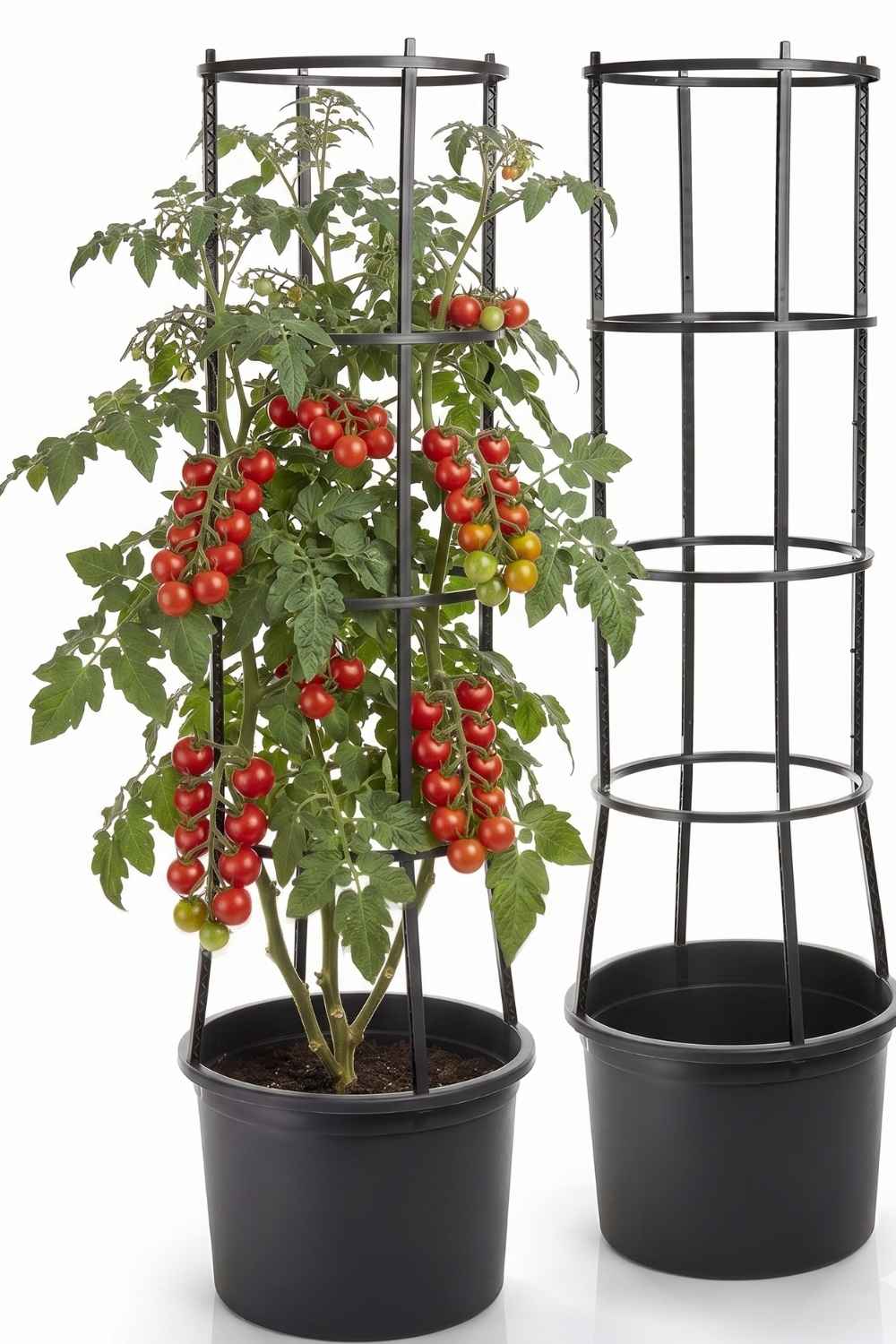 Ein schwarzer Tomatenturm Pflanzkübel mit einer ertragreichen Kirschtomaten-Pflanze mit vielen roten Rispen im Vergleich zu einer leeren Rankhilfe auf weißem Hintergrund.