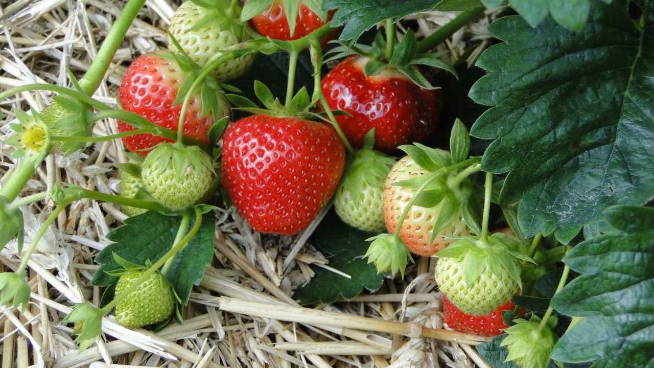 Aushub und Einpflanzen einer frischen Erdbeerpflanze im Gartenbeet mit Gartenschaufel und Kompost.